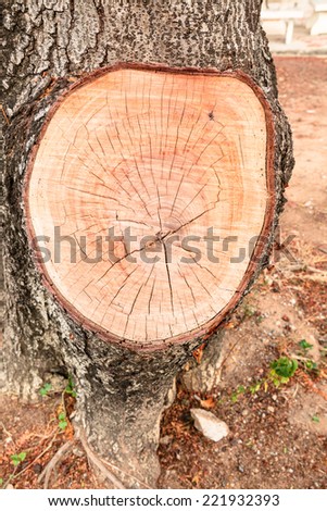 Stump of old tamarind tree
