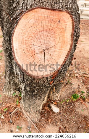 Stump of old tamarind tree