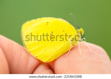 Lovely yellow butterfly on soft hand