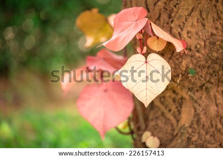 Heart shape new red leafs on trunk of old tree