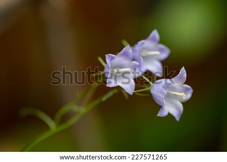 Sweet purple flowers in green field