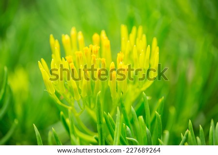 Small yellow budding flower on green leaf background