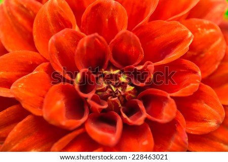 Pollen and nature pattern petal of flower background