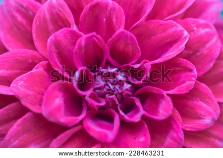 Pollen and nature pattern petal of pink flower background