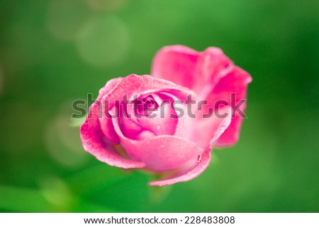 Beautiful pink rose on green field background