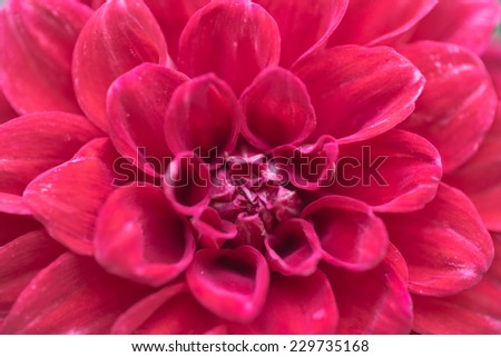 Pollen and nature pattern petal of orange flower background