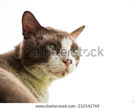 Old naughty cat portrait on white background