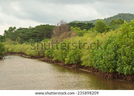 Green mangrove forest in raining season