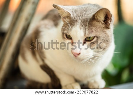 Young white-brown cat