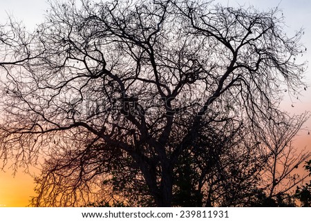 Tree without leaf silhouettes in the sunset
