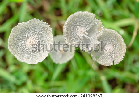 Little mushroom in green grass yard