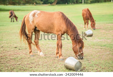 Horses and buckets on green yard