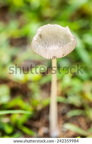 Little white mushroom in green yard