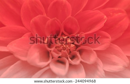 Pattern petal of dahlia flower in texture in red tone