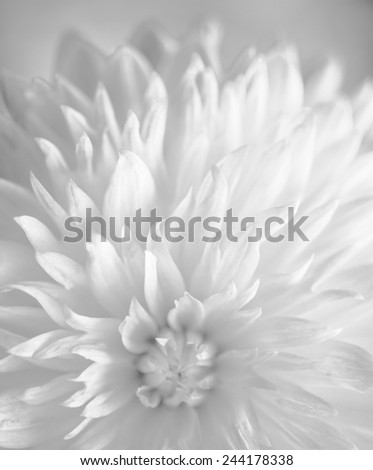 Pattern petal of dahlia flower in texture in black-white tone