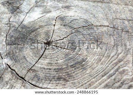 Nature design surface of old stump