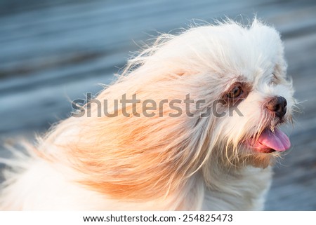 Little hairy dog against strong wind