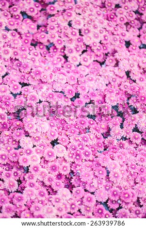 Purple Chrysanthemum morifolium Ramat background