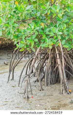 Roots and green leaf of plant in mangrove forest