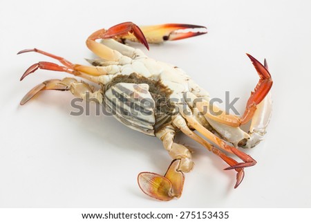 Brown female horse crab with crustacean on white background