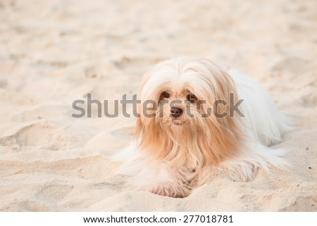 Dirty dog on sea beach