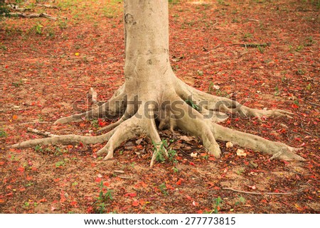 Root and trunk with fallen red petal ground