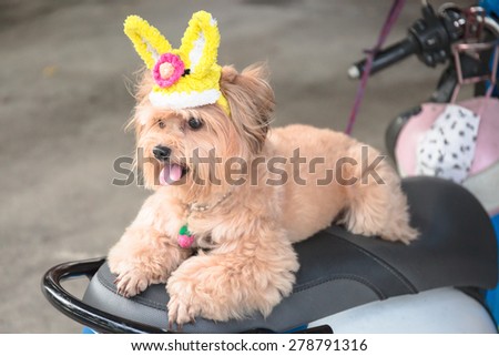 Little brown dog with lovely rabbit hat on seat of parking motercycle