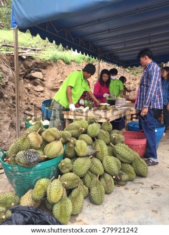 RAYONG,THAILAND-MAY 9 ; The worker are working in durian fruits festival in big farm in Rayong,Thailand on May 9,2015
