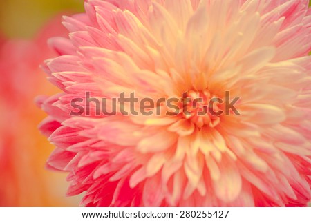 Pattern petal of dahlia flower in texture