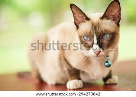 Little brown cat with blue eyes sitting on wooden desk