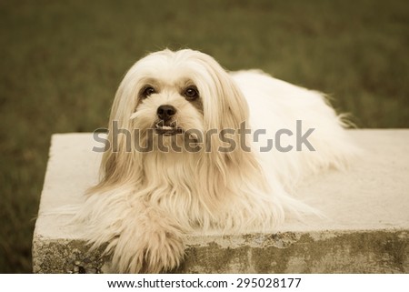 Little hairy dog waiting with sad eyes in vintage image