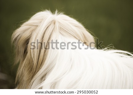 Close up head and back little  dog vintage image