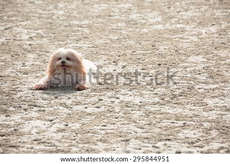 Little hairy dog on beach in windy day
