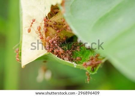 Weaver Ants  are working together to build a nest.