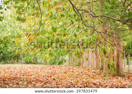 Dried leaves fallen on the ground in old teak forest