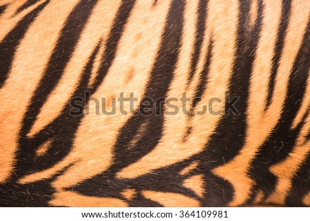 Nature design of real tiger skin
