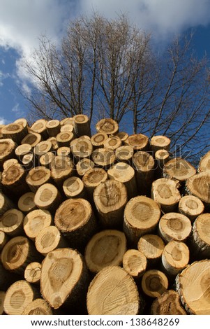 Pile of logs sawn poplar bottom live trees in winter