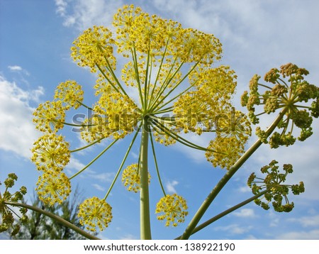 fennel plant with branches and bloom in yellow radial ball and others in the process of doing. With blue sky background