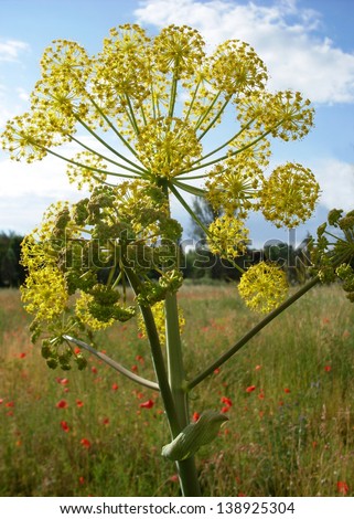 fennel plant with branches and bloom in yellow radial ball and others in the process of doing. With background of blue sky and field of poppies and trees