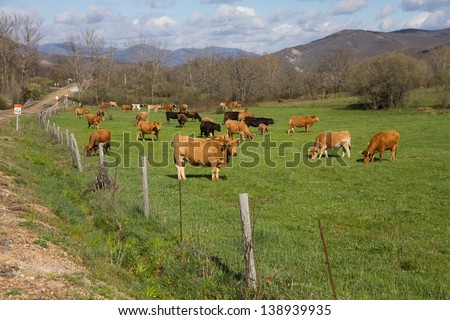 Cows grazing in green meadow beside secondary road with traffic signals approaching car. Mountainous landscape in the early spring