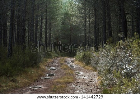 Road with puddles of rain water penetrating lush pine forest. Dew and water drops of rain in the bushes