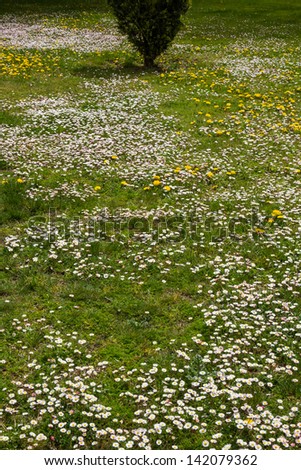 White daisies and other yellow flowers in green grass. Green Floor park or garden hedge in spring