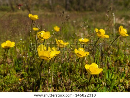 Small yellow wild flowers in the field oaks forest (anemone ranunculoides)