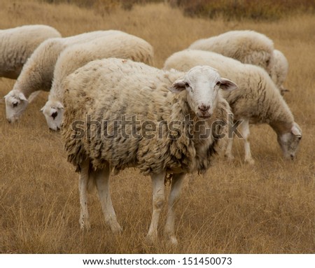 Sheep Grazing with Grass in the mouth on dry Summer Pastures. Spain