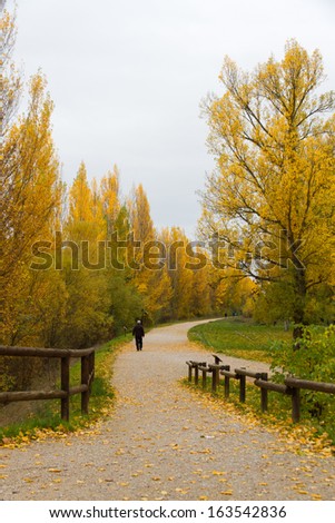 Route, road or pedestrian mall in park with autumn trees and people walking
