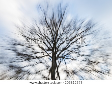 Oak Tree with zoom effect
