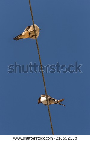 Swallows bottom view. Perched on a power line with blue sky background