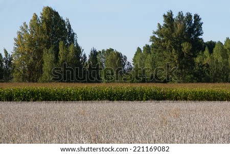 Planting corn on river bank with poplar trees