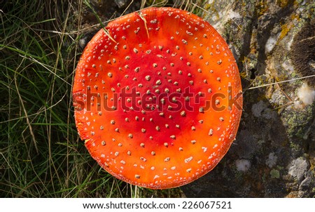 Aerial View of Red Hat cap fly agaric Amanita muscaria extended sun between rocks and grass