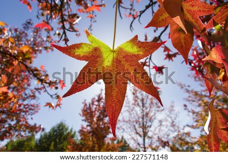 Sweet gum ( Liquidambar ) palmate leaf backlit with bright fall colors
